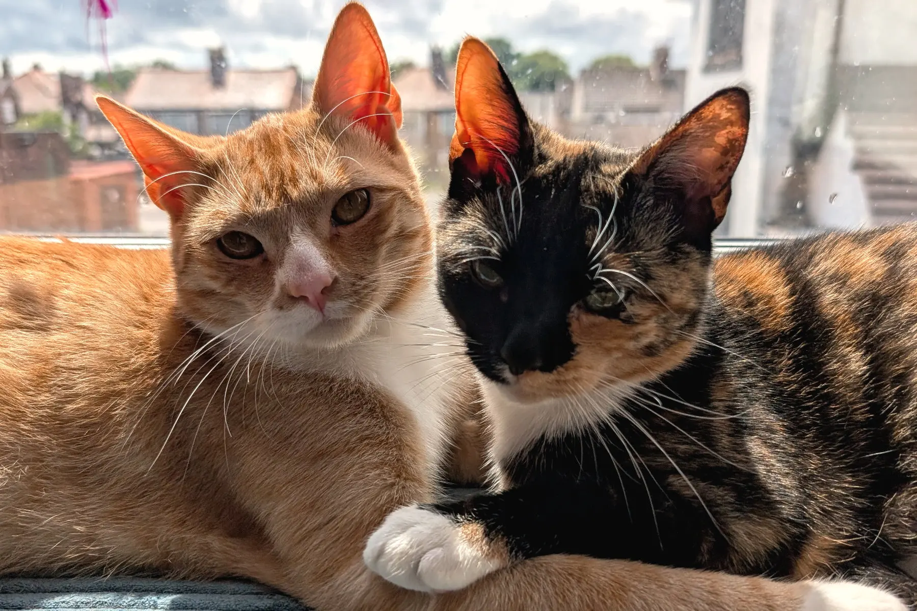 Moch-Miso-Cats Jacksons Rescue Cat Cafe Feels Different - Pull Up a Chair