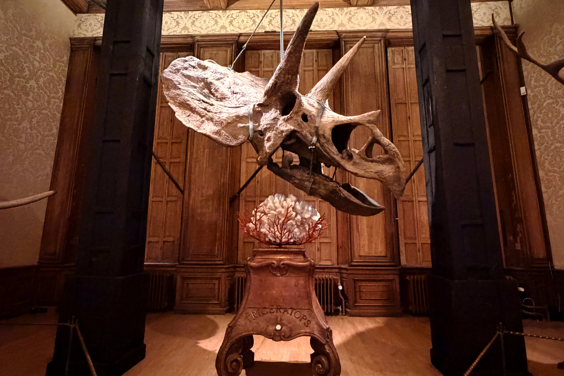 triceratops skull at Art Zoo Museum