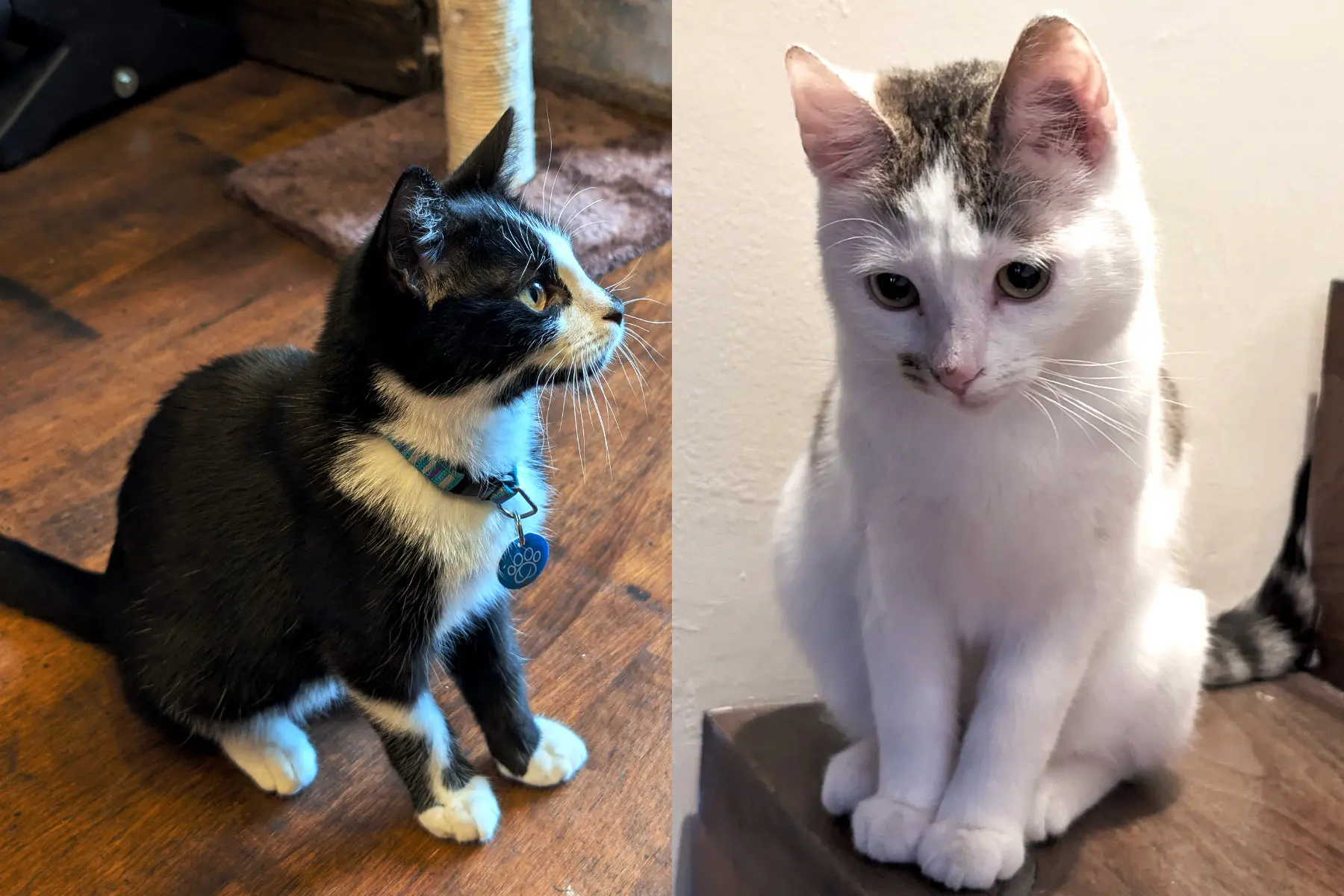 freebes-tuxedo-cat-ladybug-portrait-jacksons-rescue-hoylake-wirral Freebes and Ladybug Jacksons Cat Cafe Hoylake