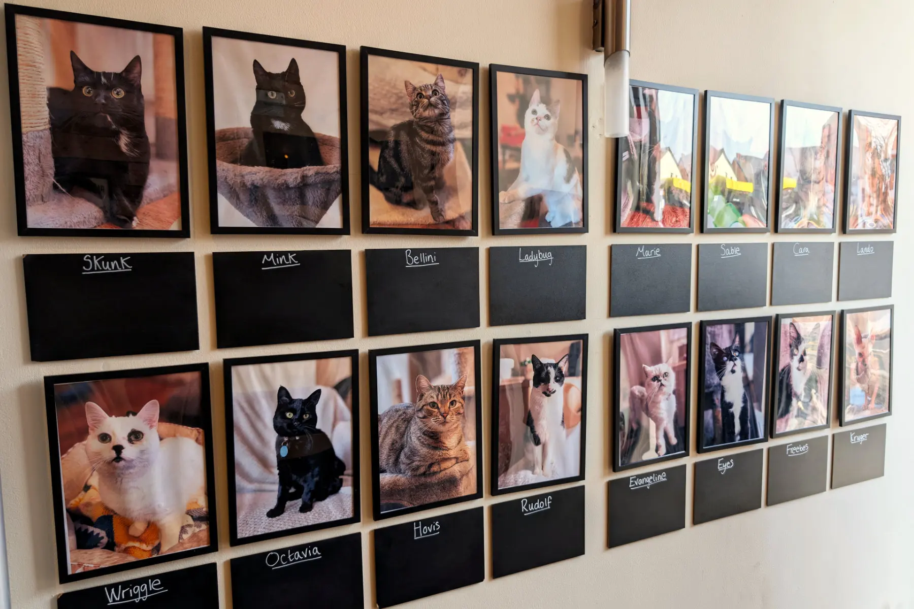 jacksons-animal-rescue-cat-cafe-portraits-hoylake-wirral Jacksons Rescue Cat Cafe Hoylake wall of cat photos and names