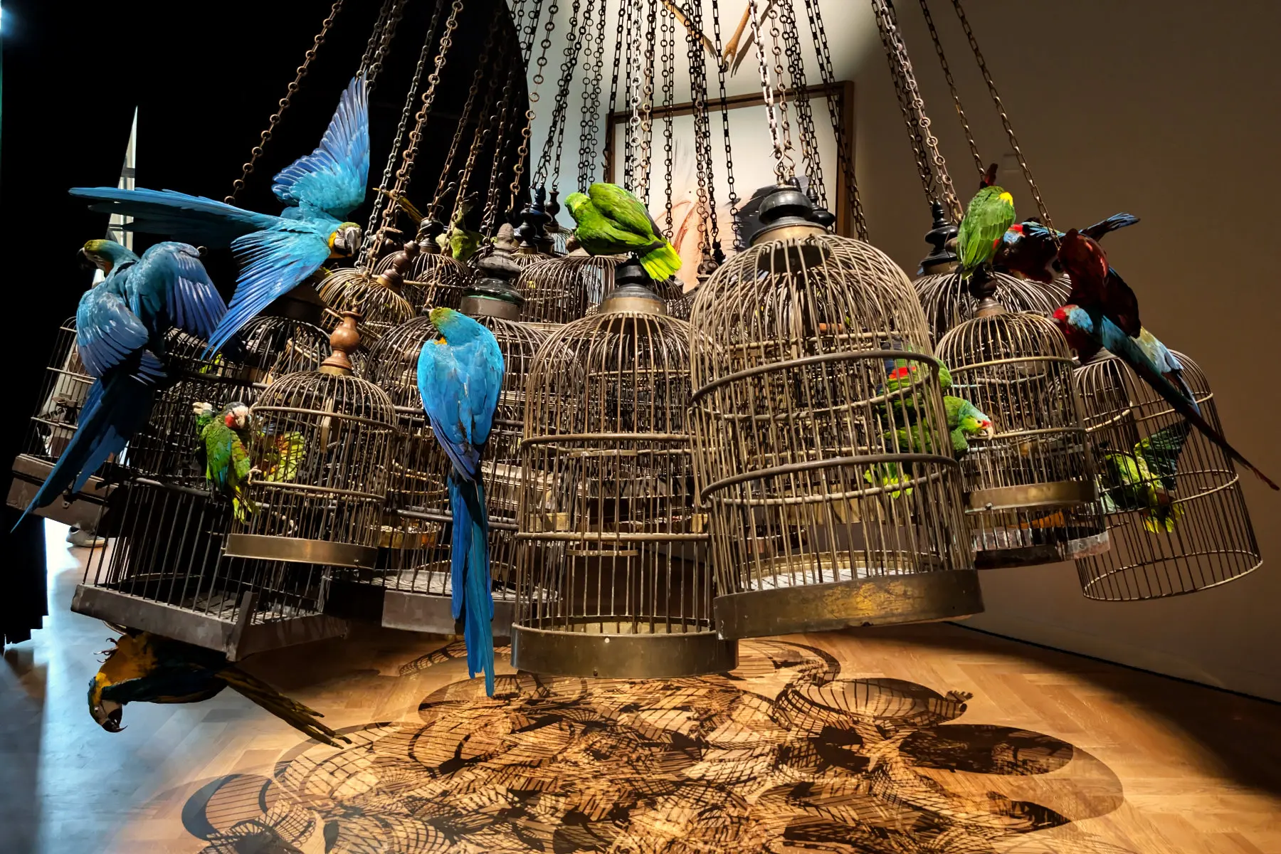 Parots outside cages