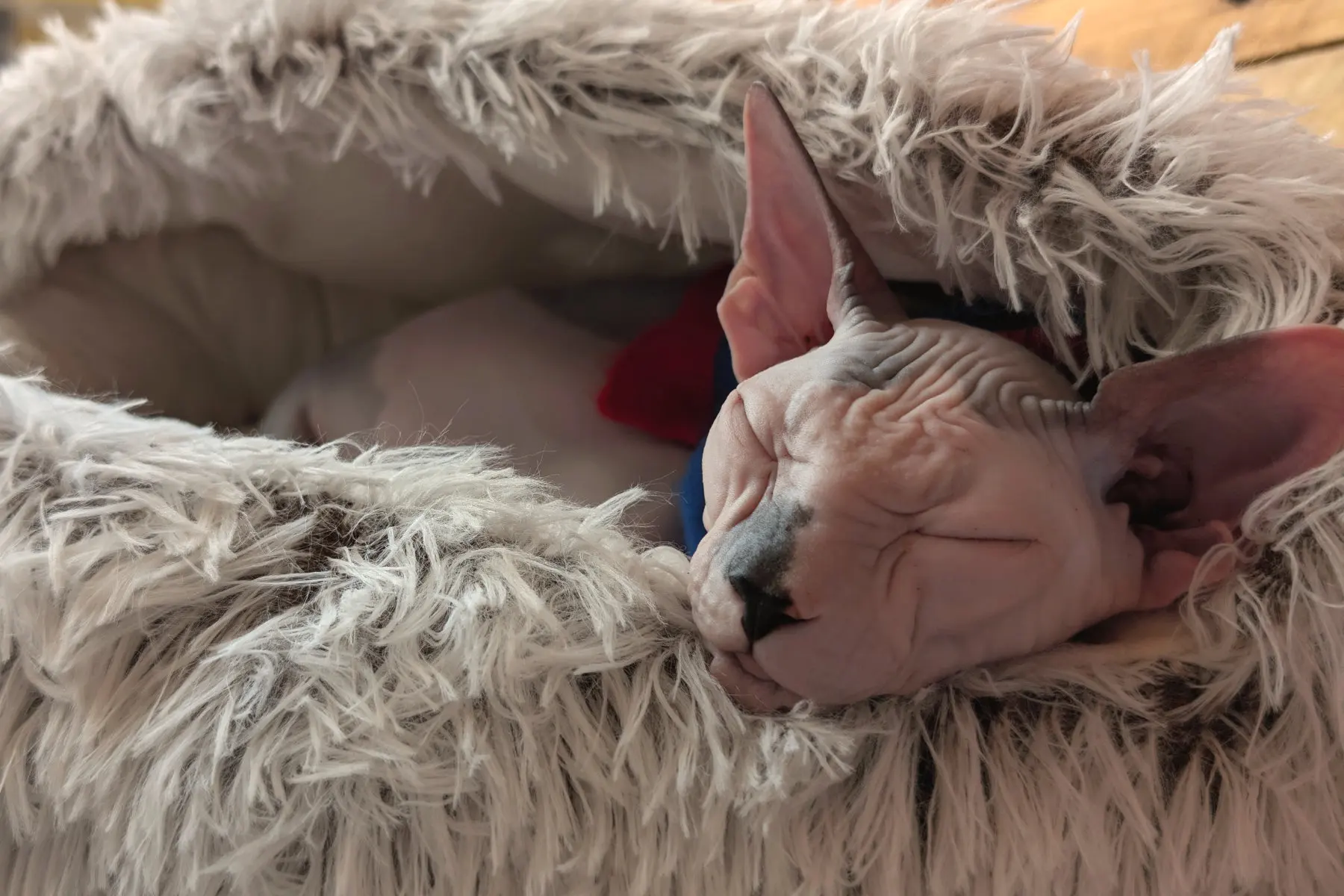 sleeping-kruger-sphynx-cat-jacksons-rescue-hoylake-wirral Jacksons Rescue Cat Cafe Feels Different - Pull Up a Chair